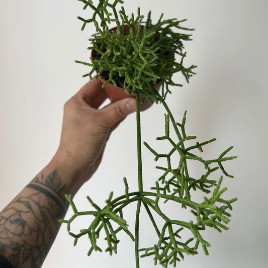 Rhipsalis cereuscula 3.5”pot