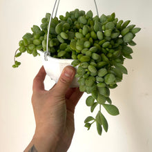 Load image into Gallery viewer, Cotyledon Pendens 4.5&quot; hanging basket
