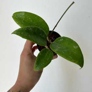 Hoya Wibergiae  2.75" pot
