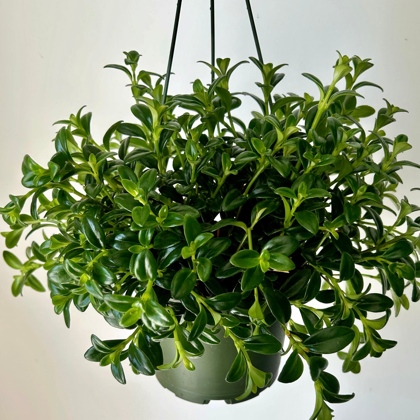 Goldfish Plant (Nematanthus) 6” Hanging Basket