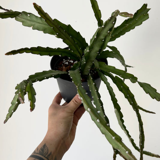 Hurricane Cactus (Lepismium cruciforme) 5”pot
