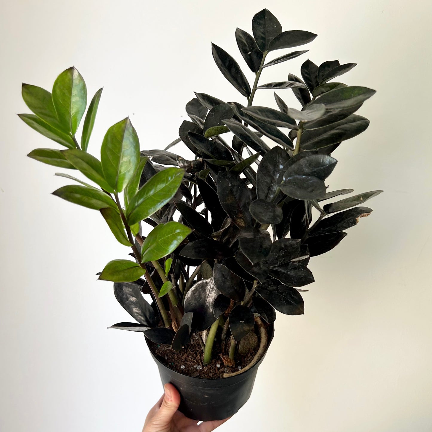 Black ZZ “Raven” (Zamioculcas zamiifolia) approximately 22inches tall in 6" pot