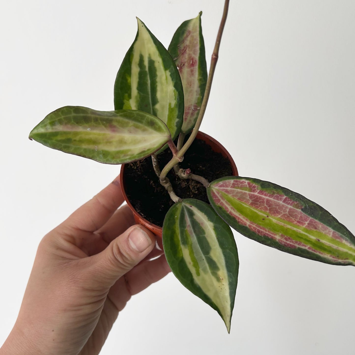 Hoya latifolia “Pot of Gold” 3”pot
