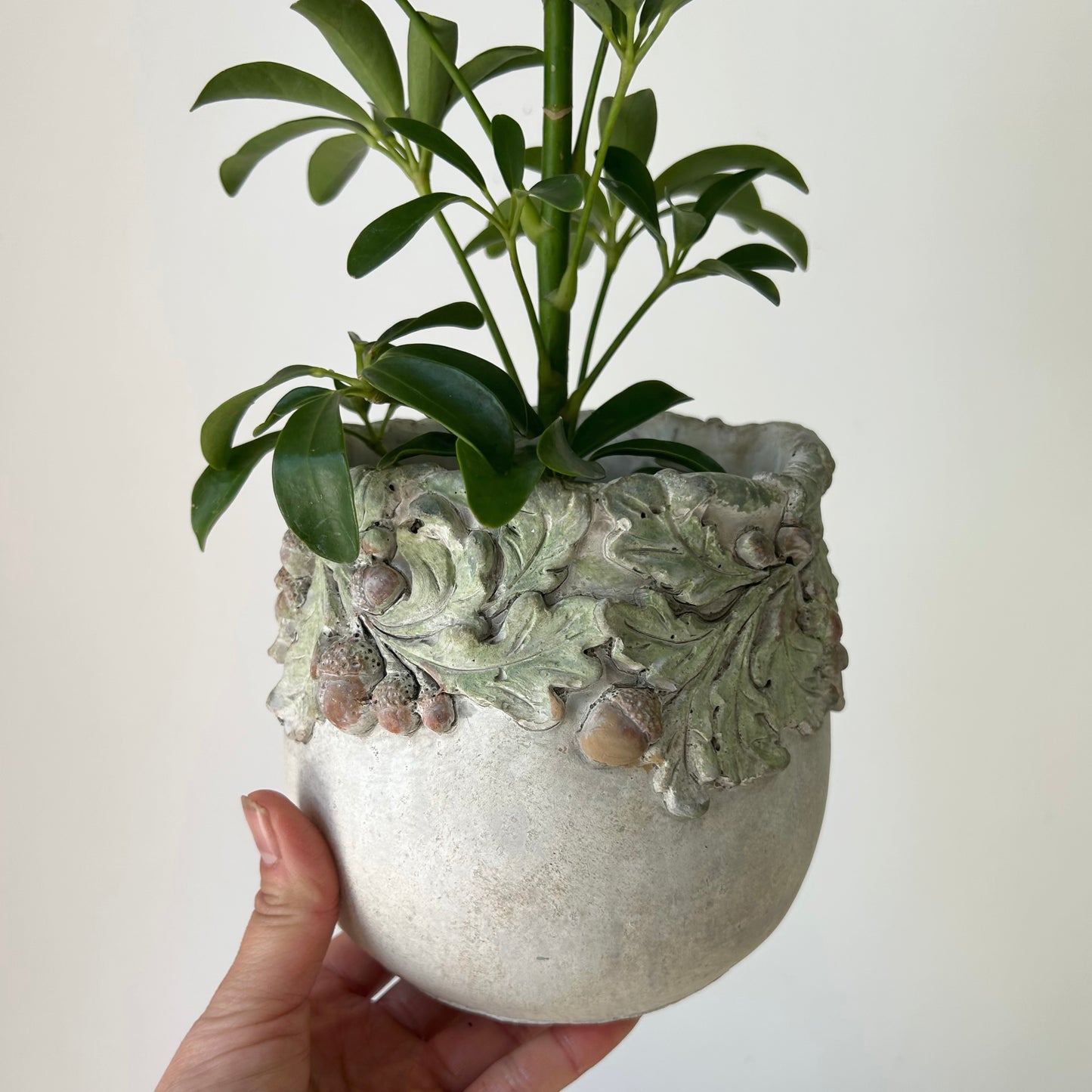 OAKWOOD Decorative Cement Pot (available in three sizes)