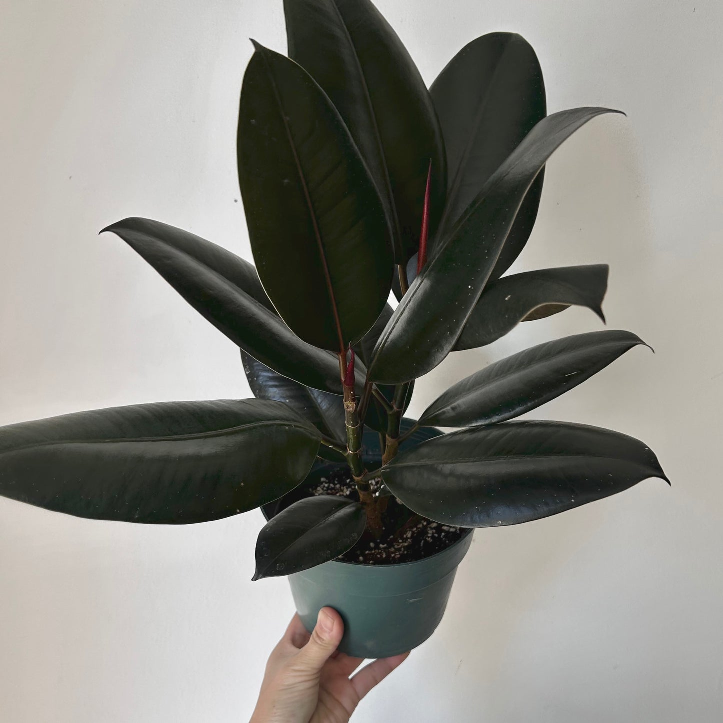 Burgundy Rubber Fig Column (Ficus Elastica) 6” pot