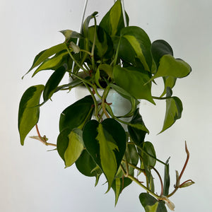 Philodendron Heartleaf “Brazil” 4.5” hanging basket