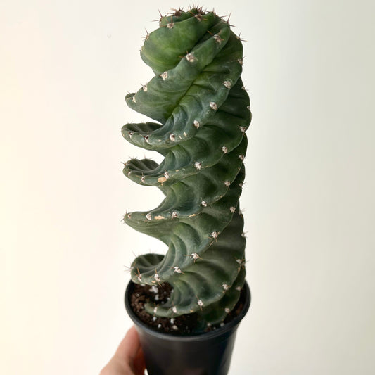 Spiral Cactus (Cereus forbesii spiralis) approximately 1 ft tall in 4”pot