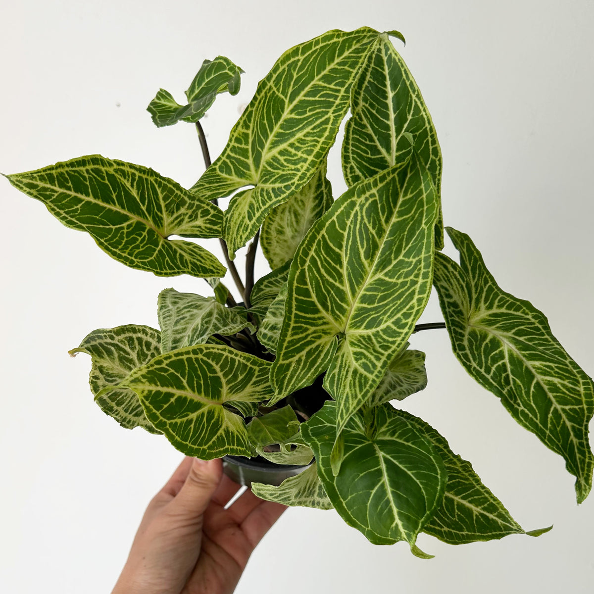 Syngonium Batik  4” pot