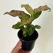 Load image into Gallery viewer, Aglaonema “Lady Valentine&quot; 4” pot
