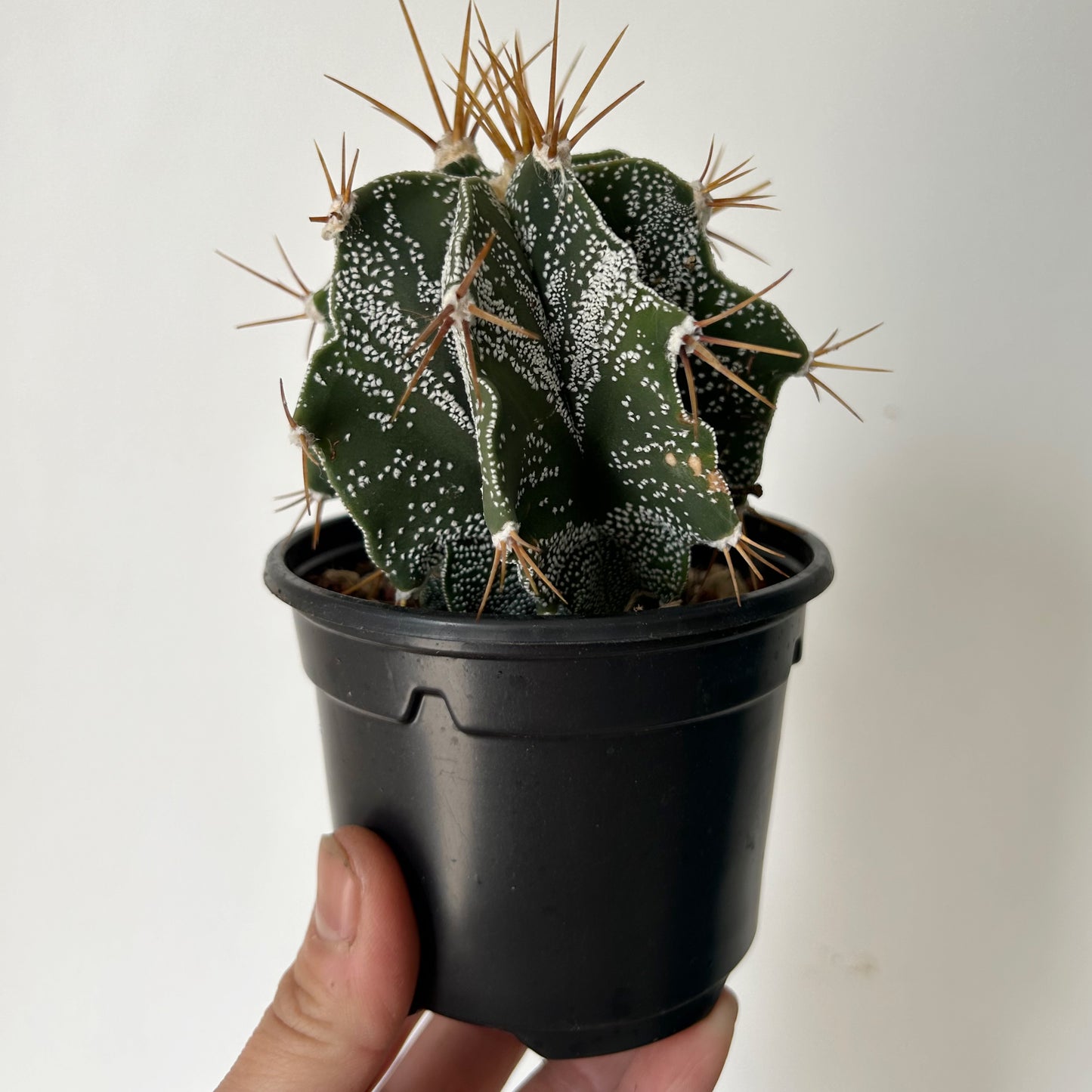 Monk's hood cactus (Astrophytum ornatum ) 4”pot