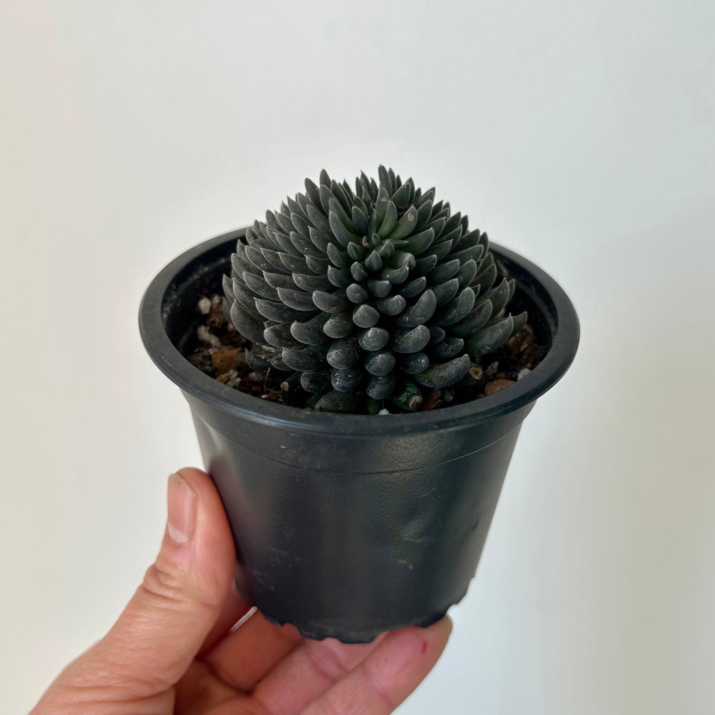 Chinese Jade Cristata (Sinocrassula Yunnanensis) 3.5”pot