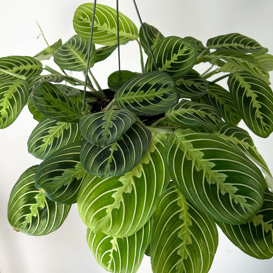 Prayer Plant  (Maranta) Lemon Lime’ 6” hanging basket