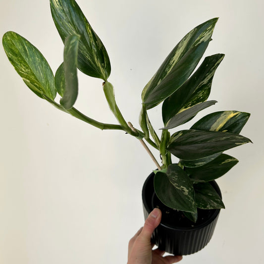 Variegated Monstera standleyana 4” pot