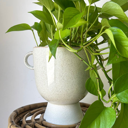 TROPHY Decorative Ceramic Pot  (6”x6”)