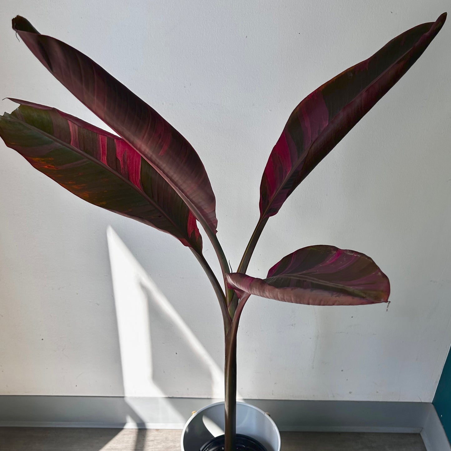 Pink Variegated Banana Plant (Musa ‘Nono’) approximately 3ft tall in 6” pot