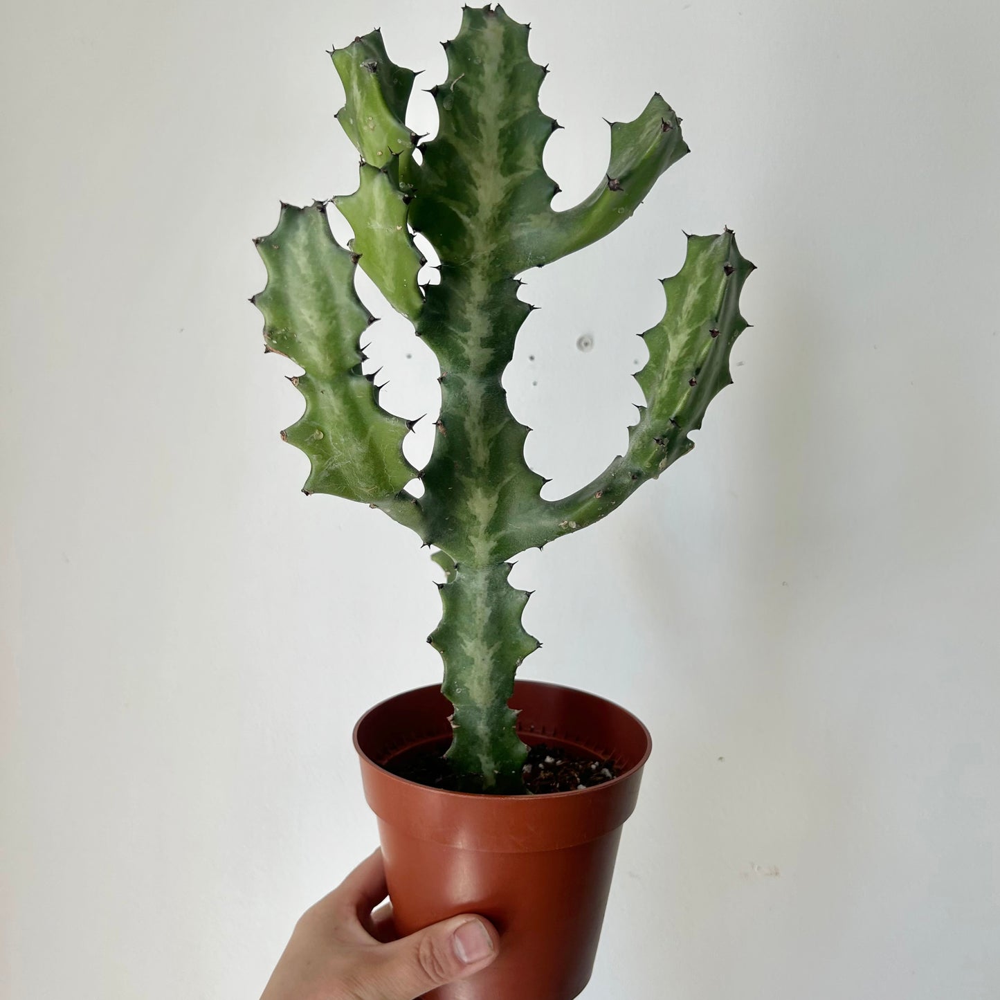 Variegated Euphorbia lactea “Milkstripe” 5” pot