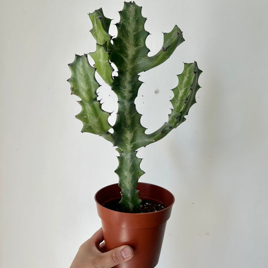 Variegated Euphorbia lactea “Milkstripe” 5” pot