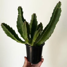 Load image into Gallery viewer, Stapelia grandiflora 3.5” pot
