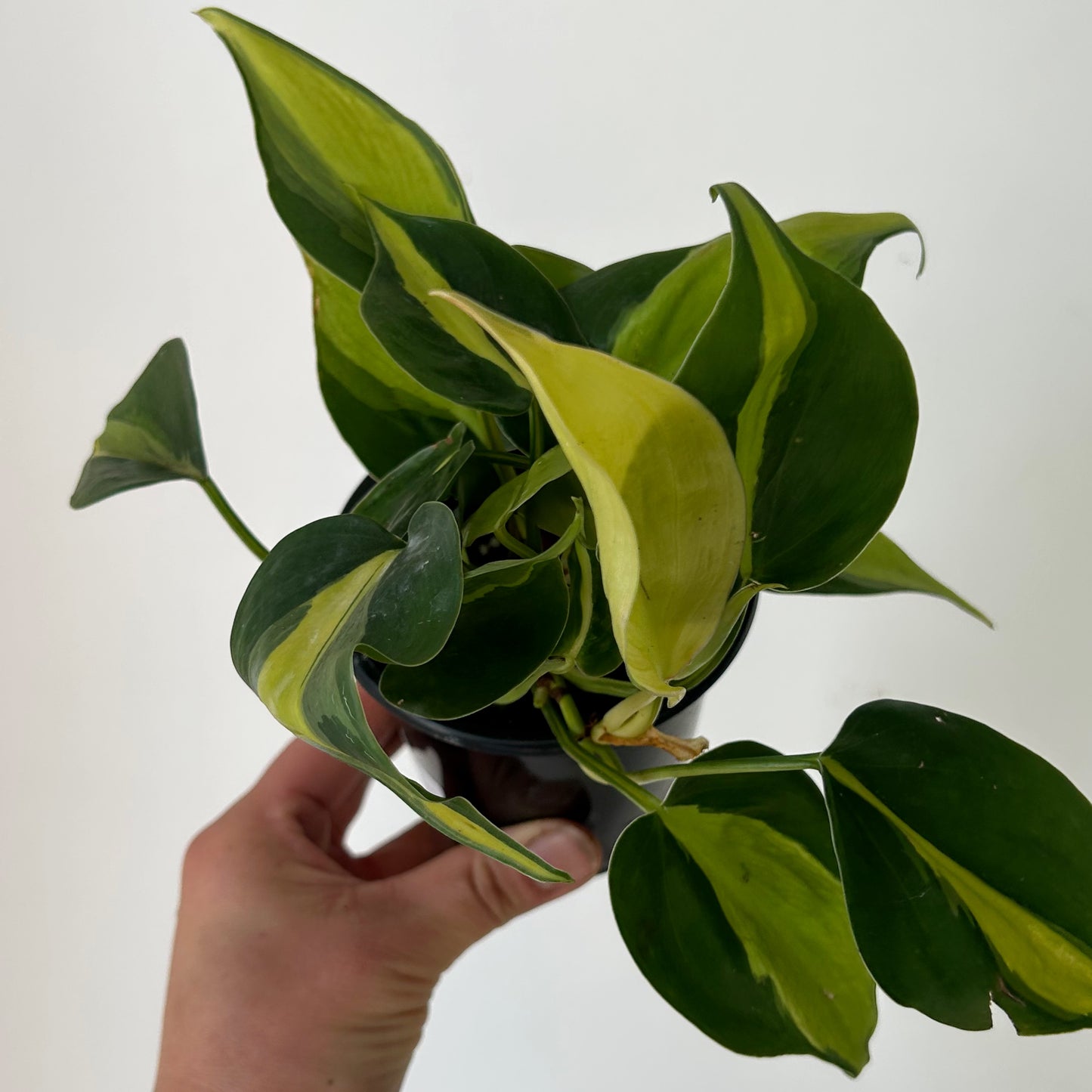 Philodendron “Brazil” 3.5” pot