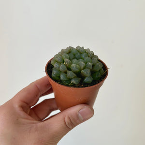 Haworthia Cooperi 2.5" pot