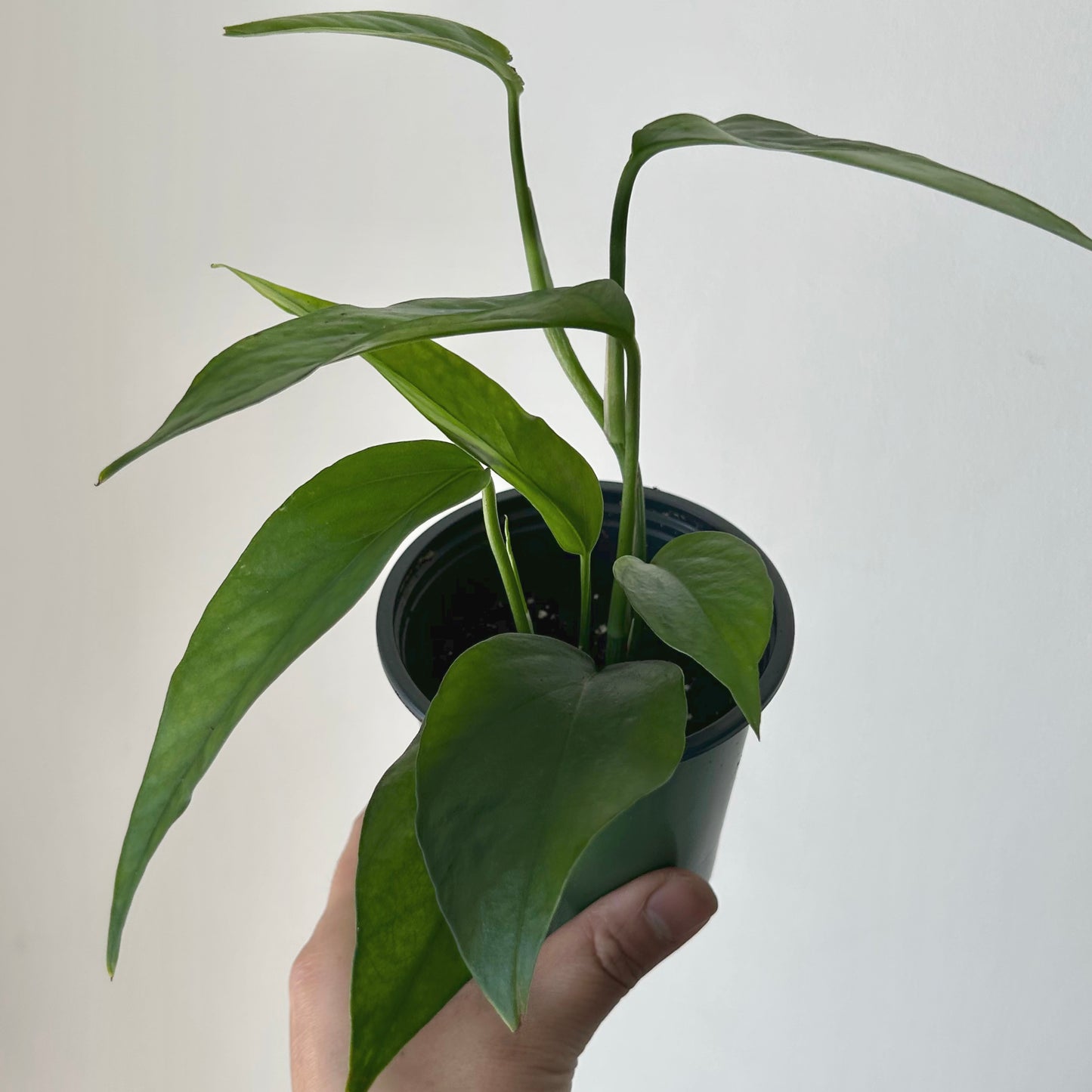 Pothos ‘Baltic Blue’ 3.5” pot