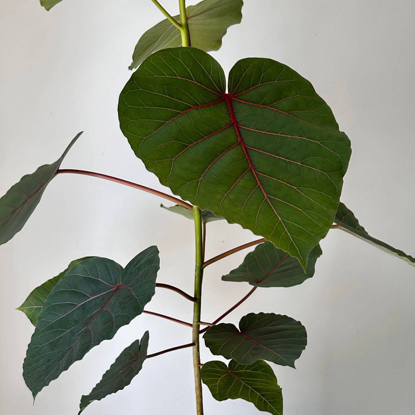 Rock Fig (Ficus petiolaris) approximately 3ft tall in 8” pot