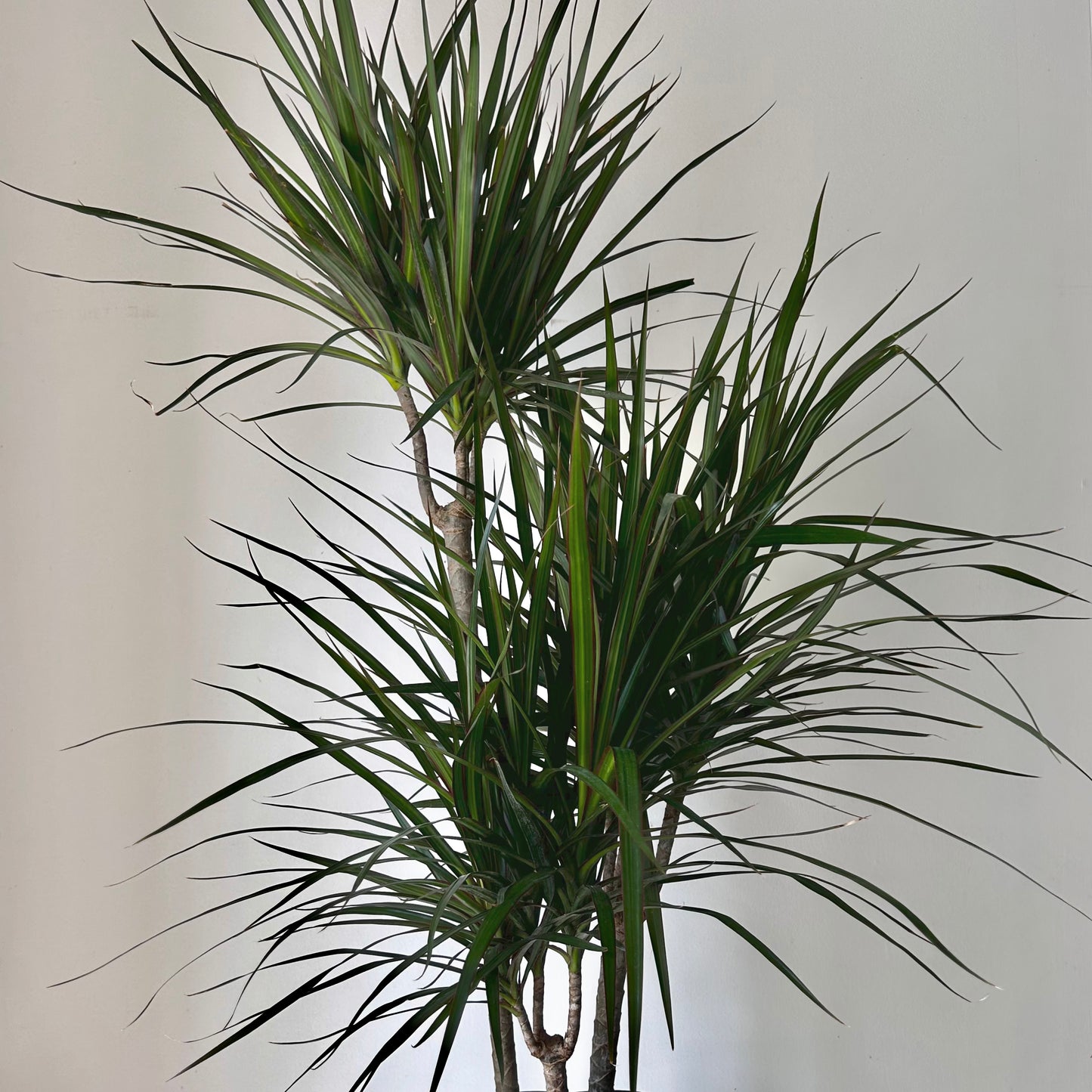 Dragon Tree (Dracaena Marginata) approximately 4 ft tall in 8”pot