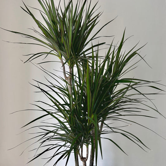 Dragon Tree (Dracaena Marginata) approximately 4 ft tall in 8”pot