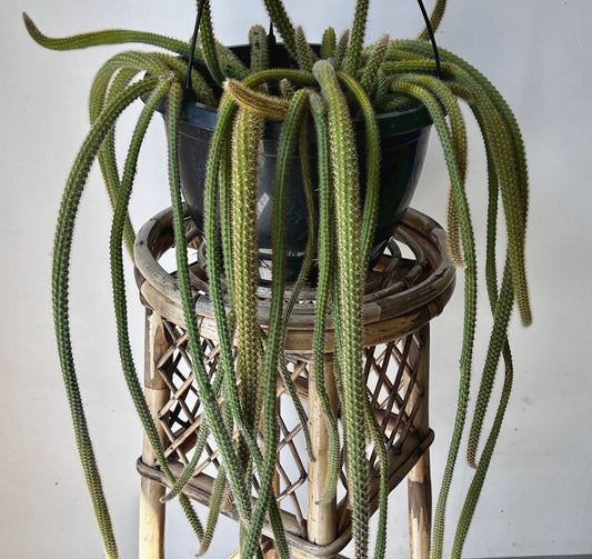 Rat Tail Cactus (Aporocactus flagelliformis ) 10”hanging basket
