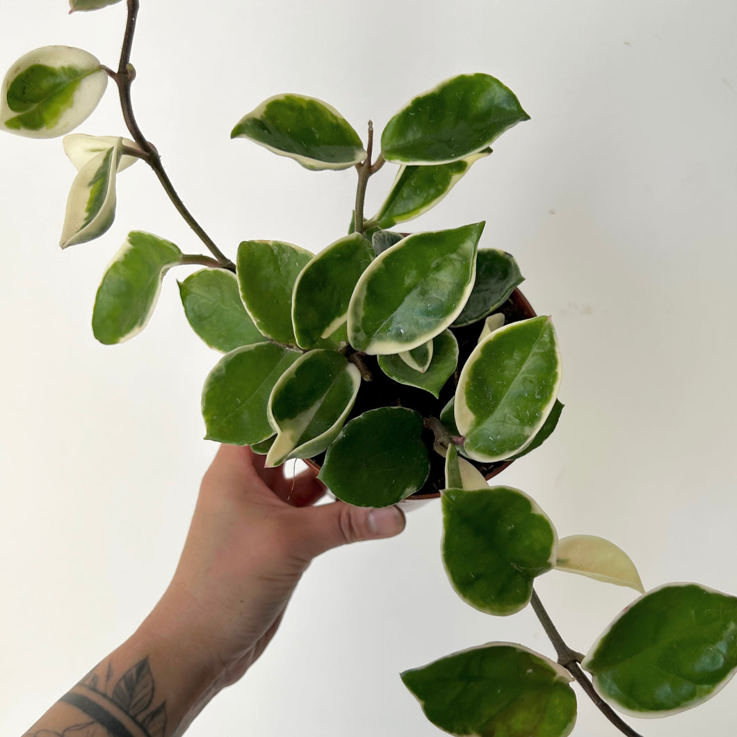 Hoya carnosa variegated “Krimson Queen”  5” pot