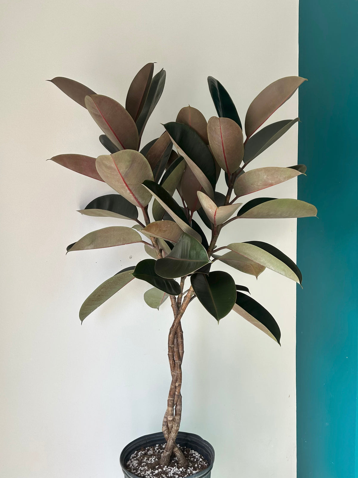 Burgundy Rubber Fig Tree (Ficus Elastica) braided stem approximately 4ft tall in 10” pot