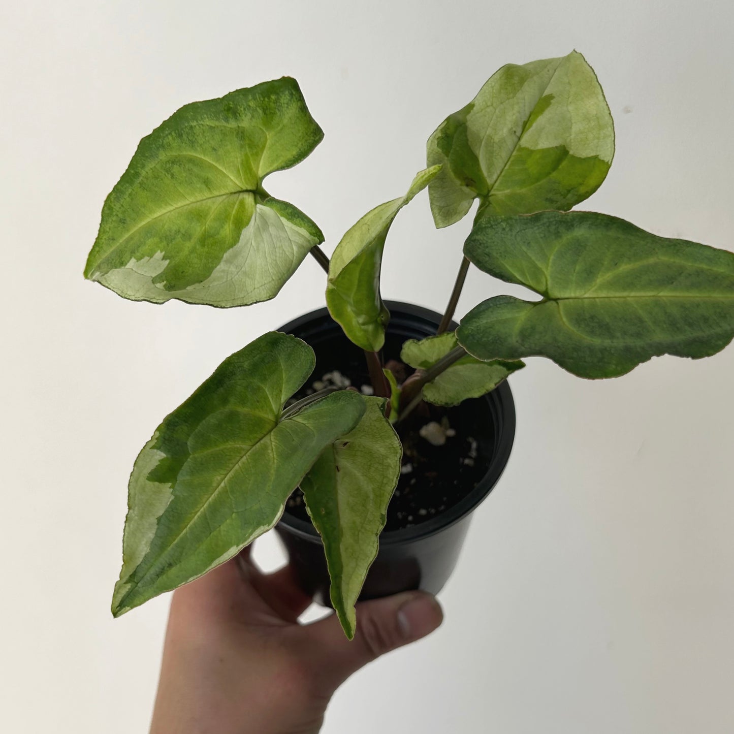 Syngonium “Three Kings” 3.5”pot