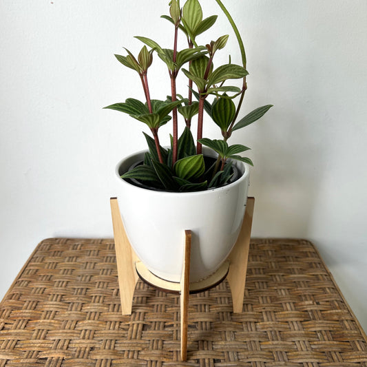MARLA Decorative Pot (4.5"X4.25") on lighweight wooden stand (available in two colours)