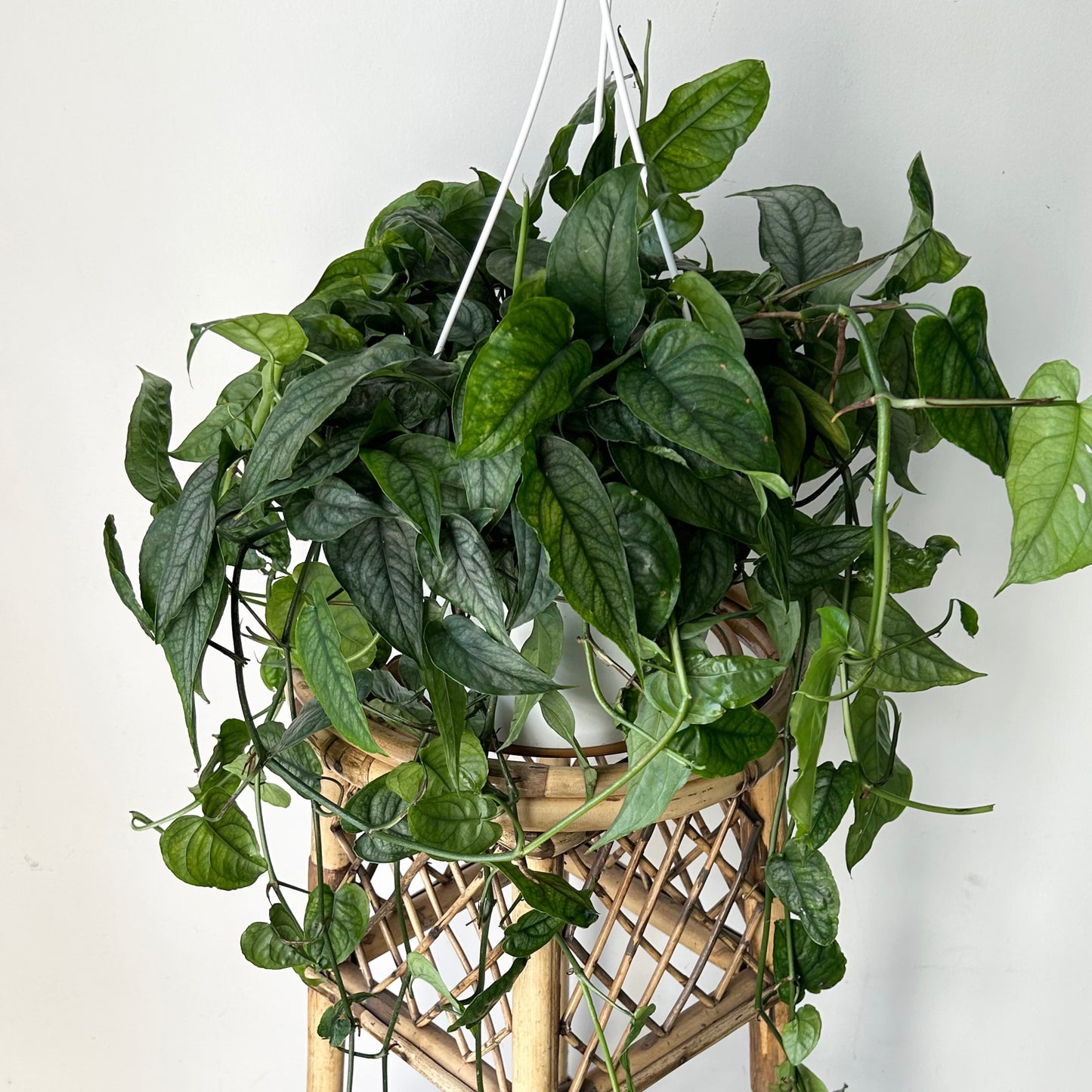 Monstera Siltepecana 8”hanging basket
