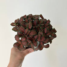 Load image into Gallery viewer, Fittonia flammule 3.5”pot
