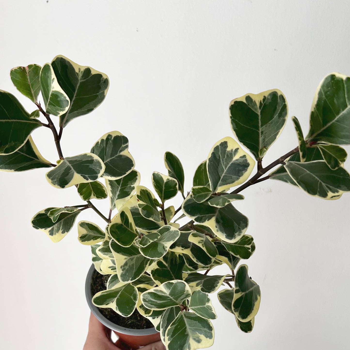 Ficus Triangularis Variegata 4” pot