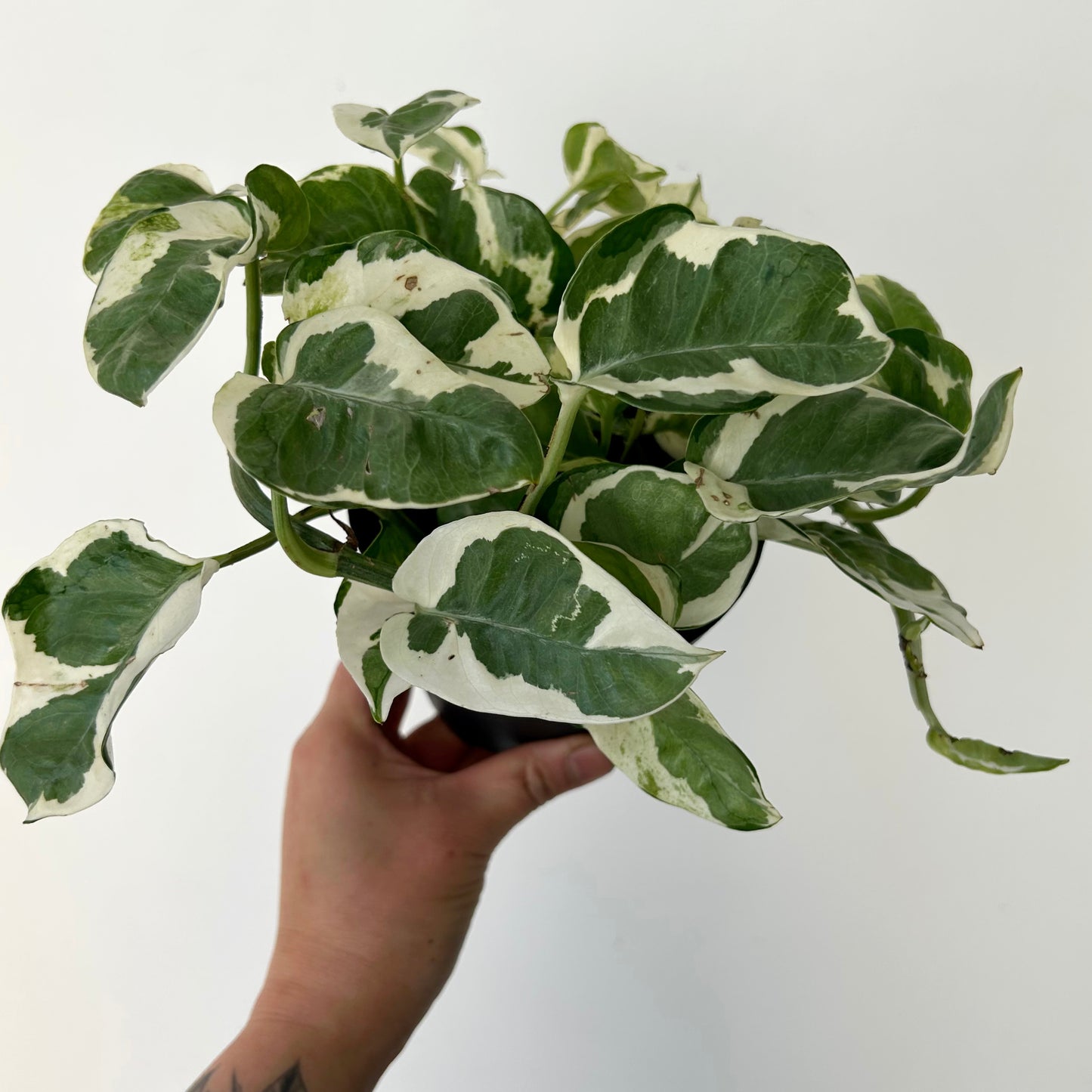Pothos NJoy 4”pot