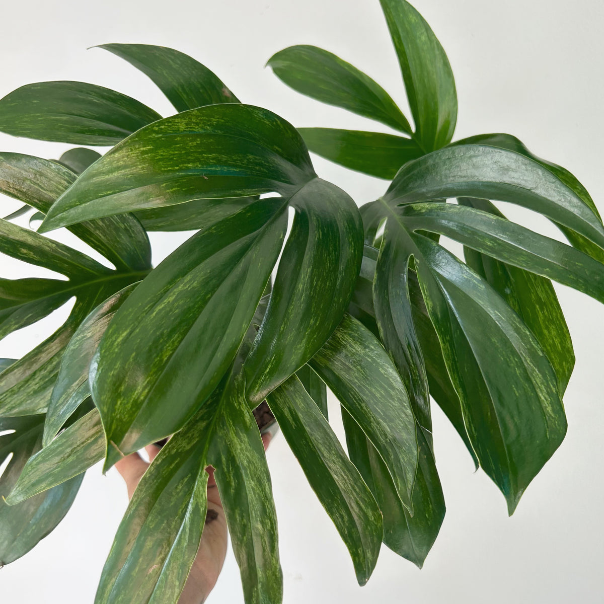 Variegated Dragon Tail (Rhaphidophora decursiva Variegata