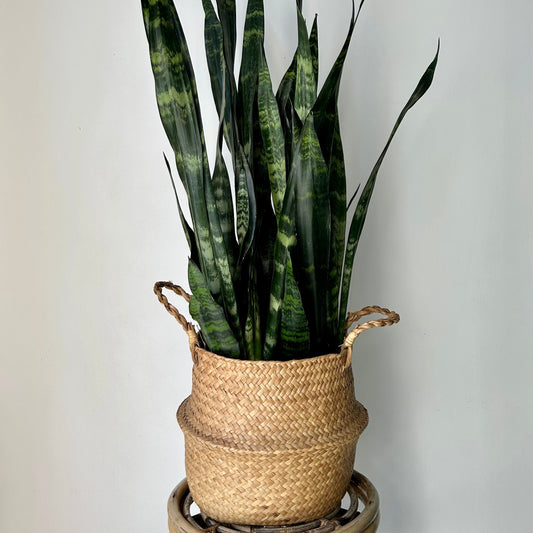 Large Seagrass Plant Tote (9”x10)