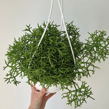 Load image into Gallery viewer, Rhipsalis Cereuscula 8”hanging basket
