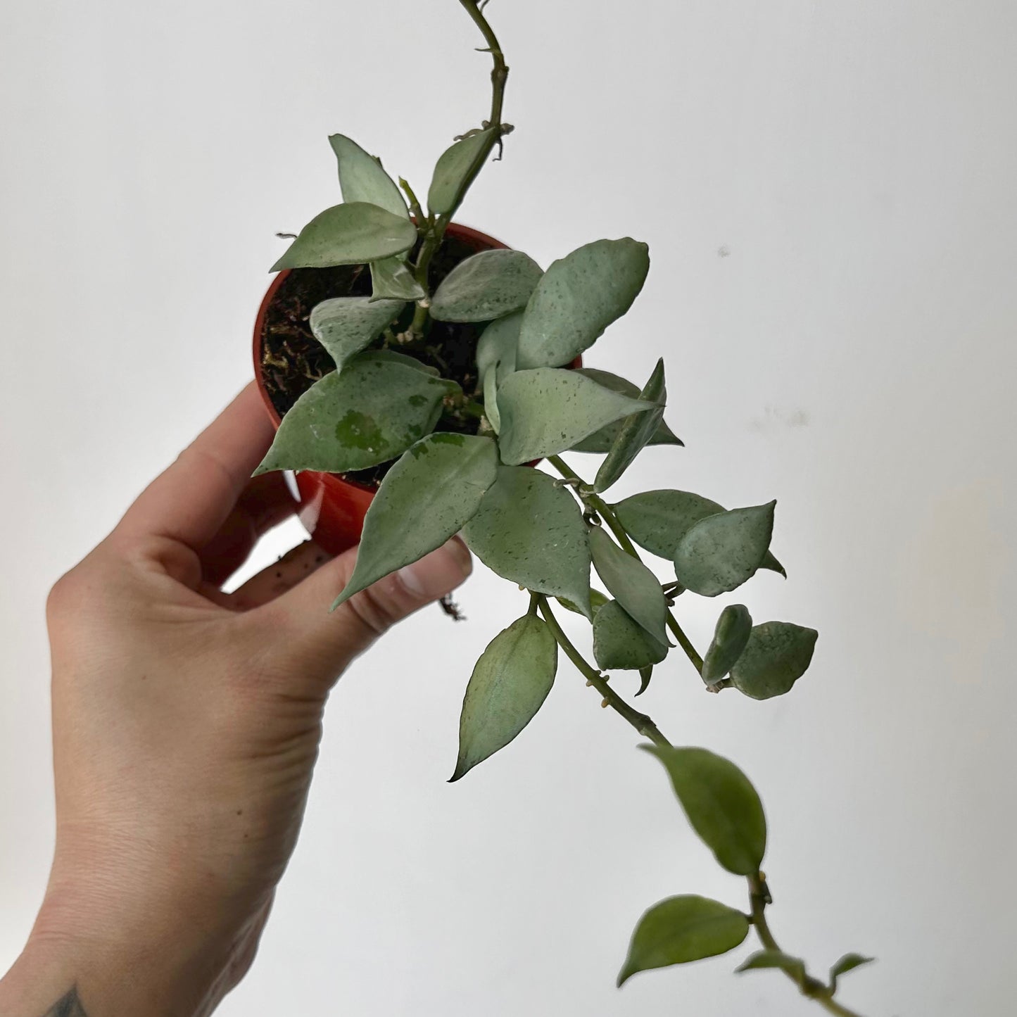 Hoya lacunosa “Mint” 3” pot