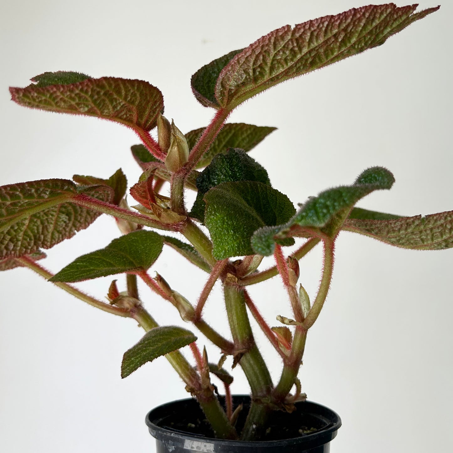 Begonia “Morocco” 4”pot