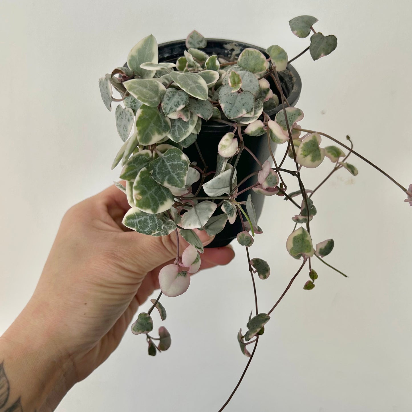 Variegated String of Hearts (Ceropegia woodii variegata) 3.5”pot