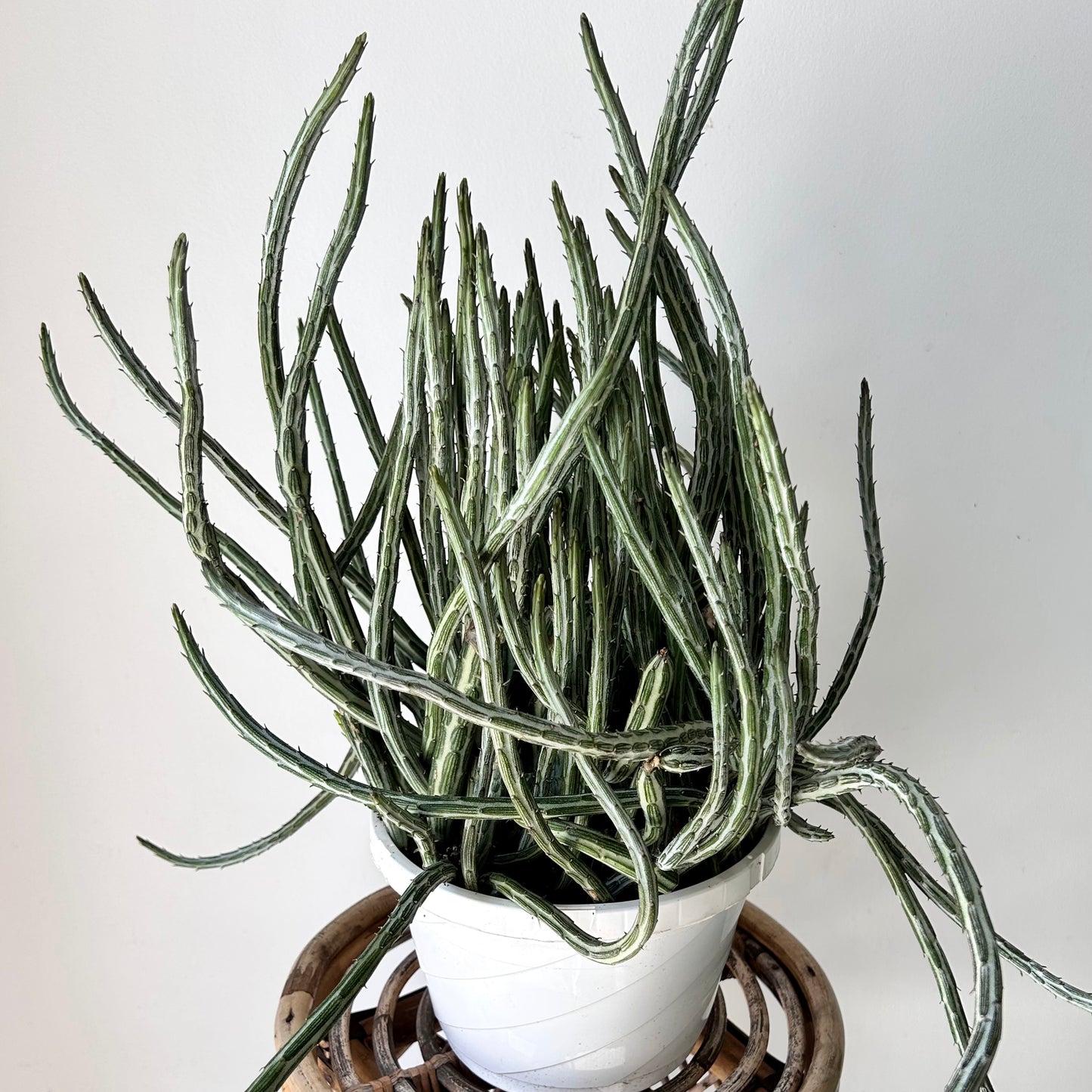 Senecio Stapeliiformis 8” pot
