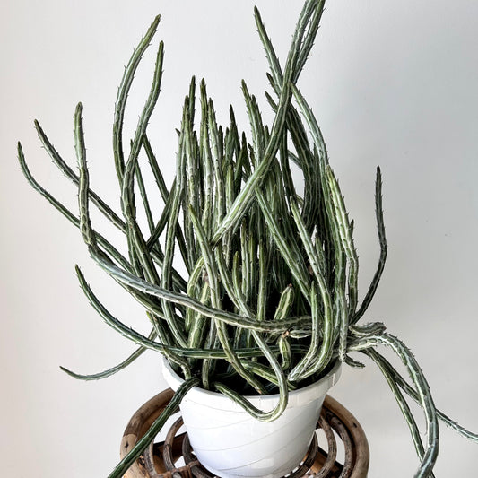 Senecio Stapeliiformis 8” pot