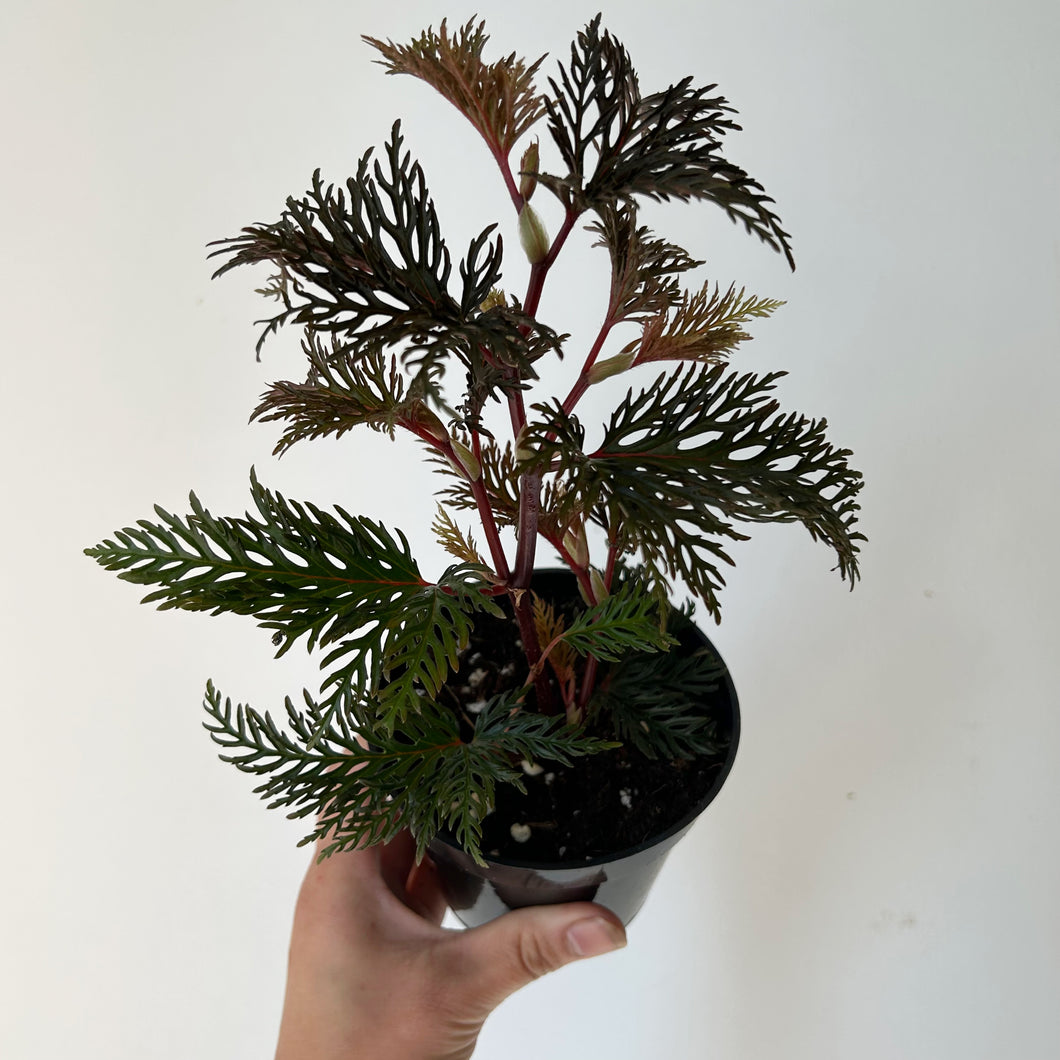Fernleaf Begonia Bipinnatifida 4” pot