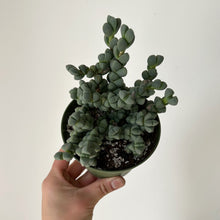 Load image into Gallery viewer, Ice Plant  (Corpuscularia Lehmannii) 4” pot
