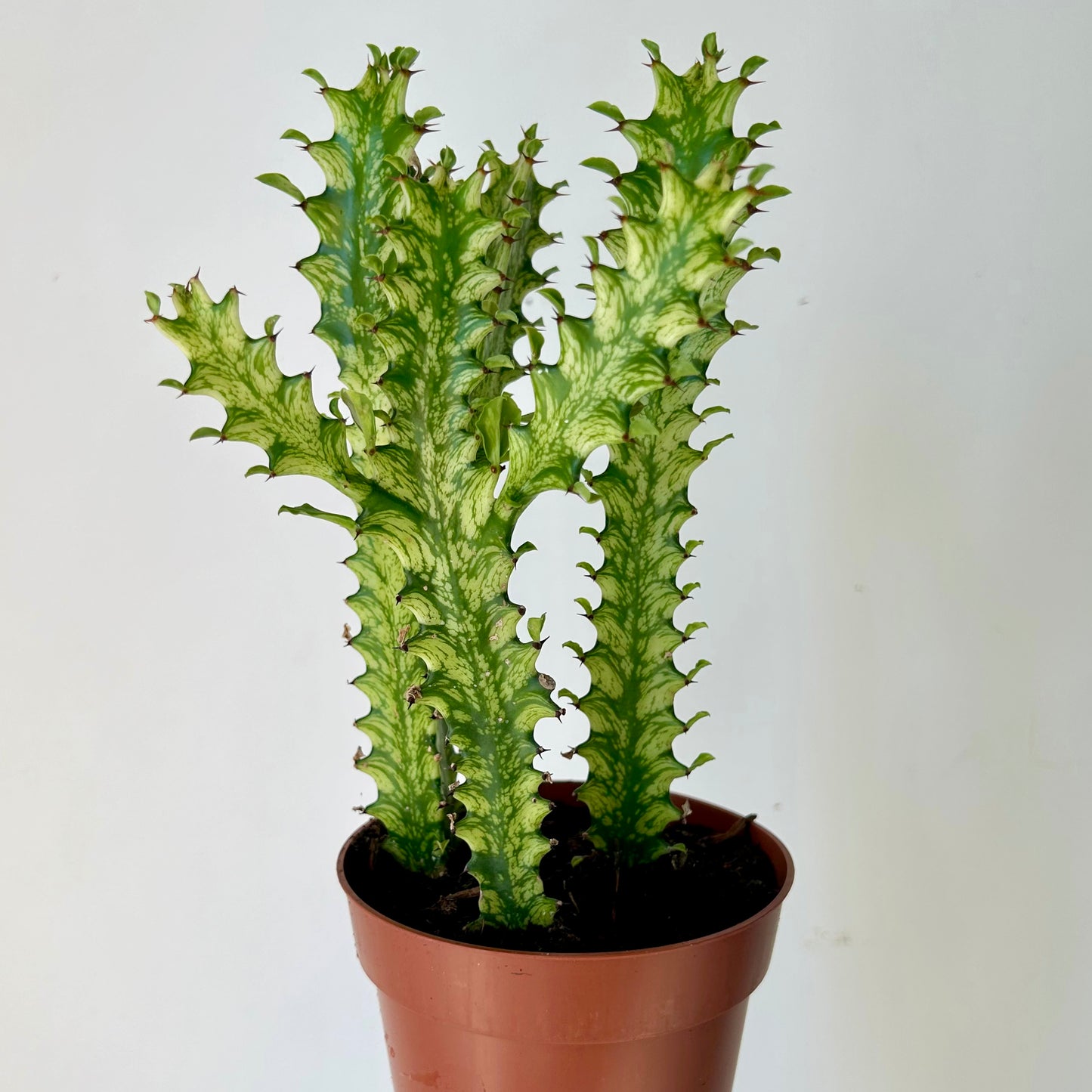 Euphorbia trigona variegata in 5”pot