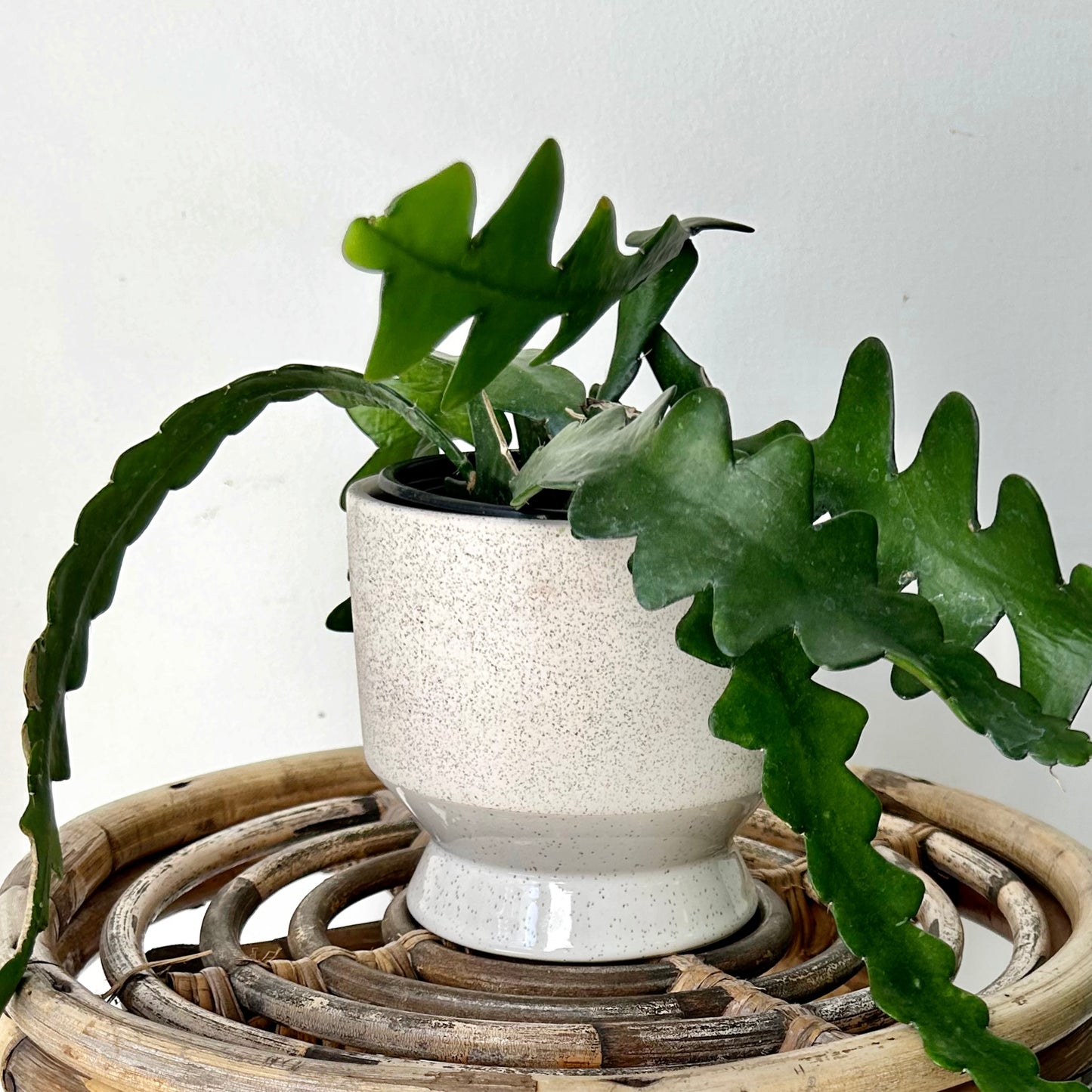 PASADENA Decorative Raised Pot (available in two colours)  4.5”x5”