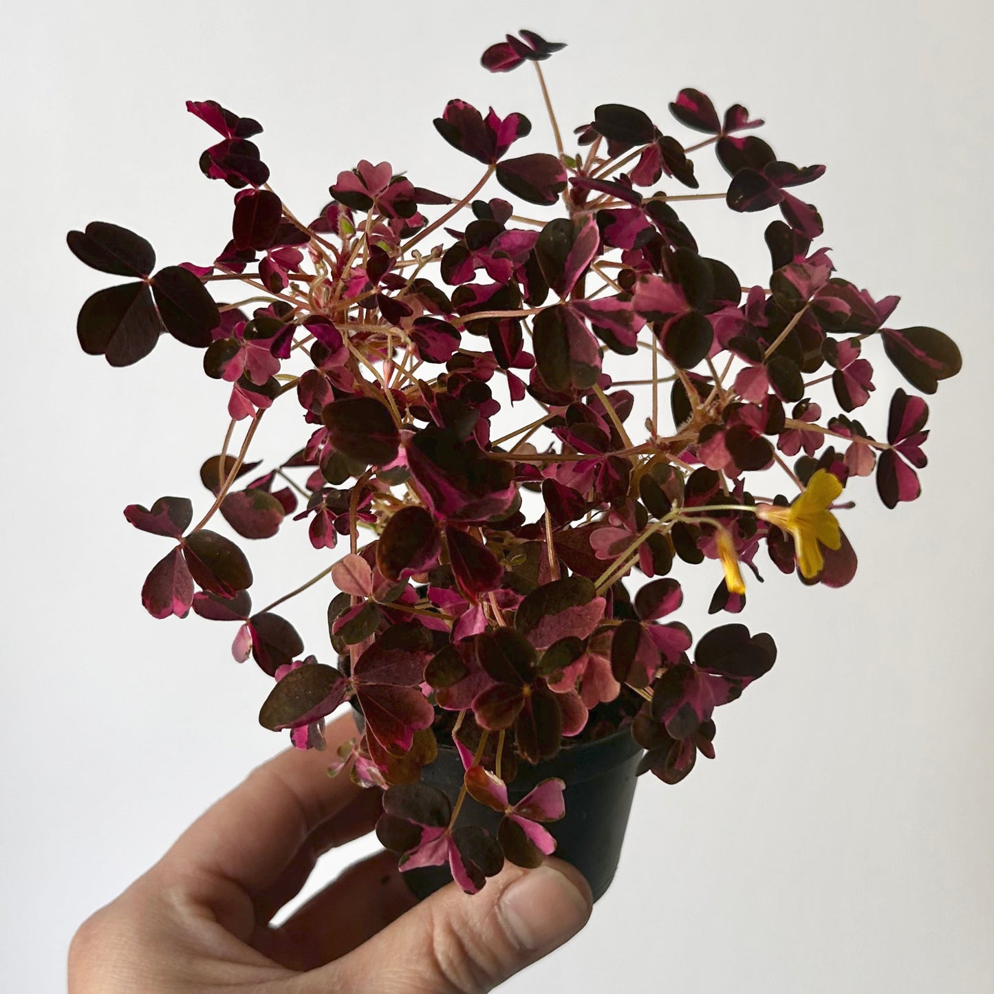 Oxalis vulcanicola “Plum Crazy” 2.5”pot